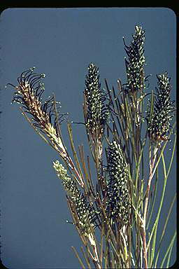 APII jpeg image of Grevillea pritzelii  © contact APII