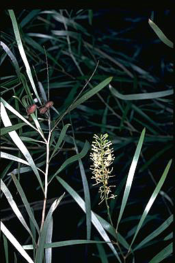 APII jpeg image of Grevillea psilantha  © contact APII