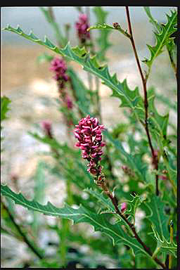 APII jpeg image of Grevillea quercifolia  © contact APII