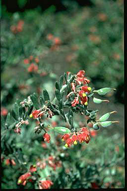 APII jpeg image of Grevillea saccata  © contact APII