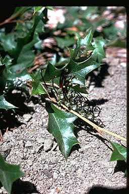 APII jpeg image of Grevillea scortechinii subsp. scortechinii  © contact APII