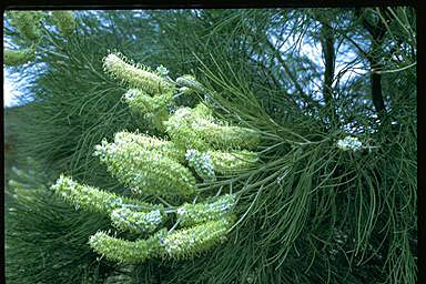 APII jpeg image of Grevillea stenobotrya  © contact APII