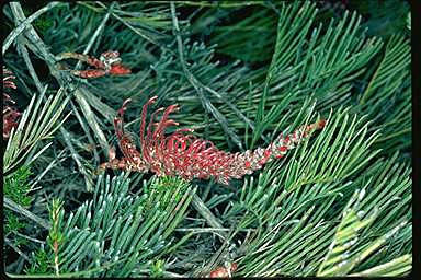 APII jpeg image of Grevillea thyrsoides subsp. thyrsoides  © contact APII