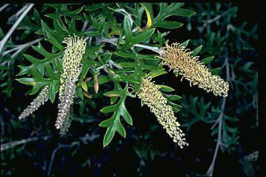 APII jpeg image of Grevillea willisii subsp. willisii  © contact APII