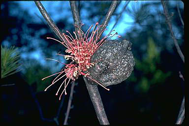 APII jpeg image of Hakea bakeriana  © contact APII