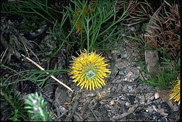 APII jpeg image of Isopogon prostratus  © contact APII