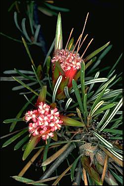 APII jpeg image of Lambertia formosa  © contact APII