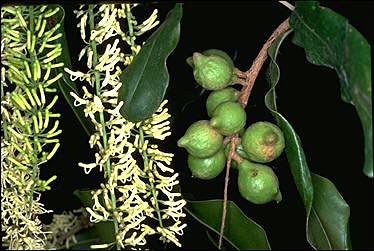 APII jpeg image of Macadamia integrifolia  © contact APII