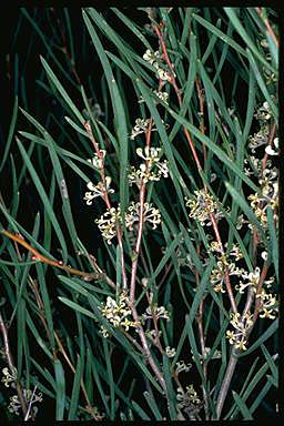 APII jpeg image of Hakea candolleana  © contact APII