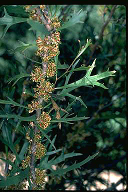 APII jpeg image of Hakea ceratophylla  © contact APII