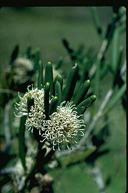 APII jpeg image of Hakea clavata  © contact APII