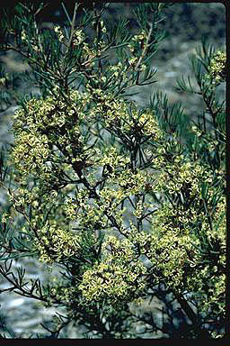 APII jpeg image of Hakea commutata  © contact APII