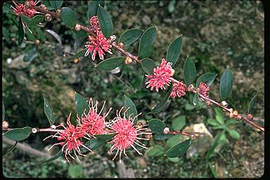 APII jpeg image of Hakea myrtoides x petiolaris  © contact APII