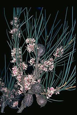 APII jpeg image of Hakea cycloptera  © contact APII