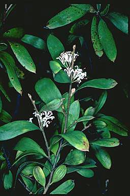 APII jpeg image of Hakea lasiantha  © contact APII