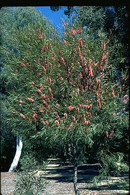 APII jpeg image of Hakea multilineata  © contact APII