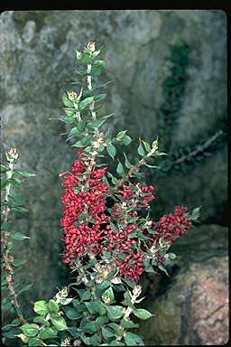 APII jpeg image of Hakea myrtoides  © contact APII