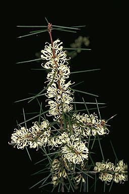 APII jpeg image of Hakea sericea  © contact APII