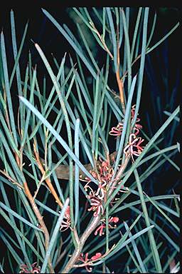 APII jpeg image of Hakea strumosa  © contact APII