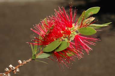 APII jpeg image of Callistemon 'Endeavour'  © contact APII