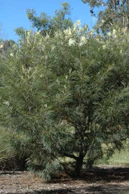 APII jpeg image of Grevillea 'Moonlight'  © contact APII