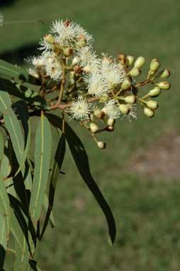 APII jpeg image of Corymbia stockeri  © contact APII