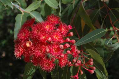 APII jpeg image of Corymbia ficifolia  © contact APII