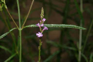 APII jpeg image of Verbena gaudichaudii  © contact APII