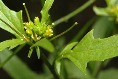 APII jpeg image of Sisymbrium erysimoides  © contact APII