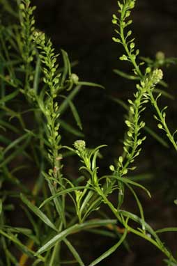 APII jpeg image of Lepidium africanum  © contact APII