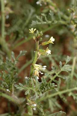 APII jpeg image of Carrichtera annua  © contact APII