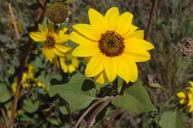 APII jpeg image of Helianthus annuus  © contact APII