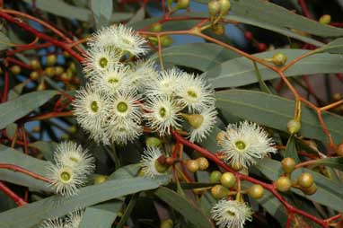 APII jpeg image of Eucalyptus melliodora  © contact APII