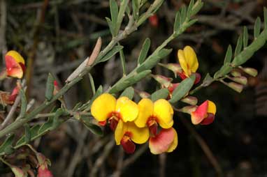 APII jpeg image of Bossiaea heterophylla  © contact APII