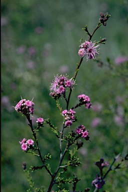 APII jpeg image of Kunzea obovata  © contact APII