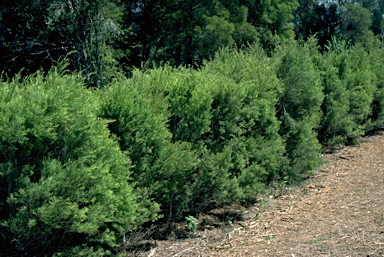 APII jpeg image of Melaleuca alternifolia  © contact APII