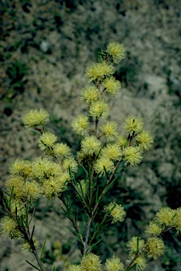 APII jpeg image of Melaleuca nodosa  © contact APII