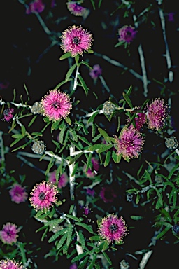 APII jpeg image of Melaleuca sclerophylla  © contact APII