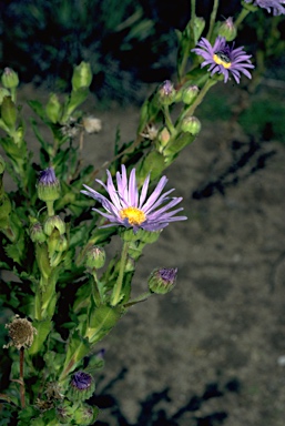 APII jpeg image of Olearia rudis  © contact APII