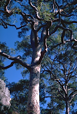 APII jpeg image of Angophora costata  © contact APII