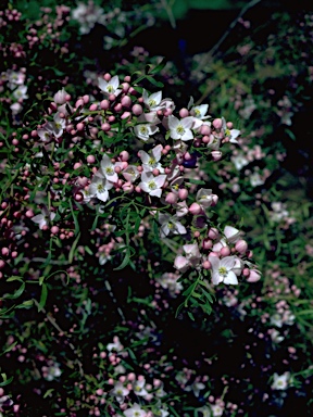 APII jpeg image of Boronia muelleri  © contact APII