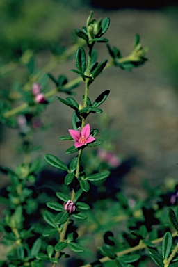 APII jpeg image of Boronia obovata  © contact APII