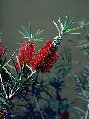 APII jpeg image of Callistemon linearis  © contact APII