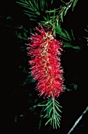 Callistemon subulatus - click for larger image