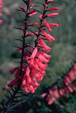 APII jpeg image of Epacris impressa  © contact APII