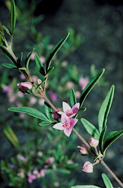 APII jpeg image of Boronia keysii  © contact APII