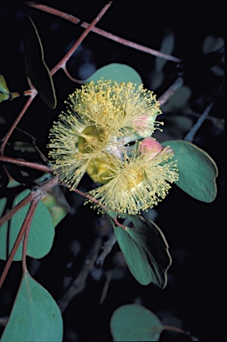 APII jpeg image of Eucalyptus orbifolia  © contact APII