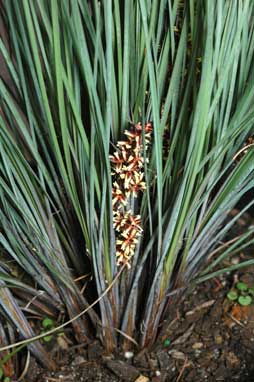 APII jpeg image of Lomandra confertifolia subsp. rubiginosa 'Frosty Top'  © contact APII