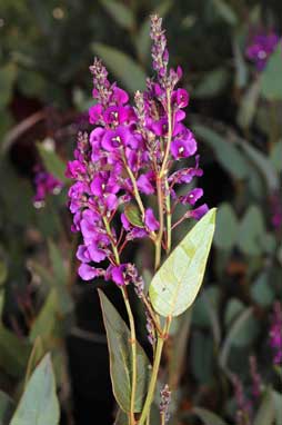 APII jpeg image of Hardenbergia violacea 'Regent'  © contact APII