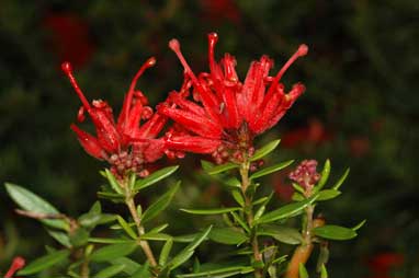 APII jpeg image of Grevillea 'New Blood'  © contact APII